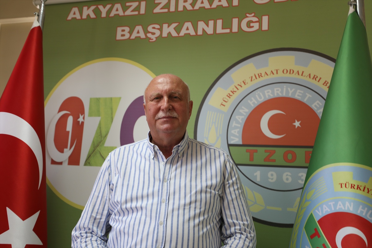 Fındık Rekoltesi Bu Yıl Artıyor