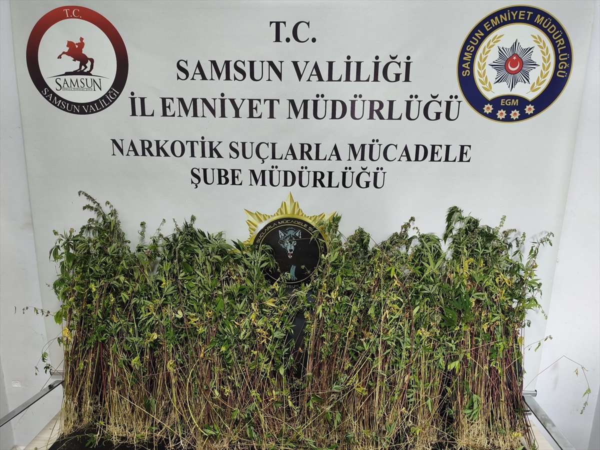 Bafra\'da 1655 Kök Kenevir Ele Geçirildi