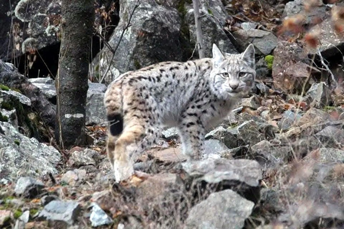 Vaşak Su Tesisatı Tamiri Sırasında Görüldü