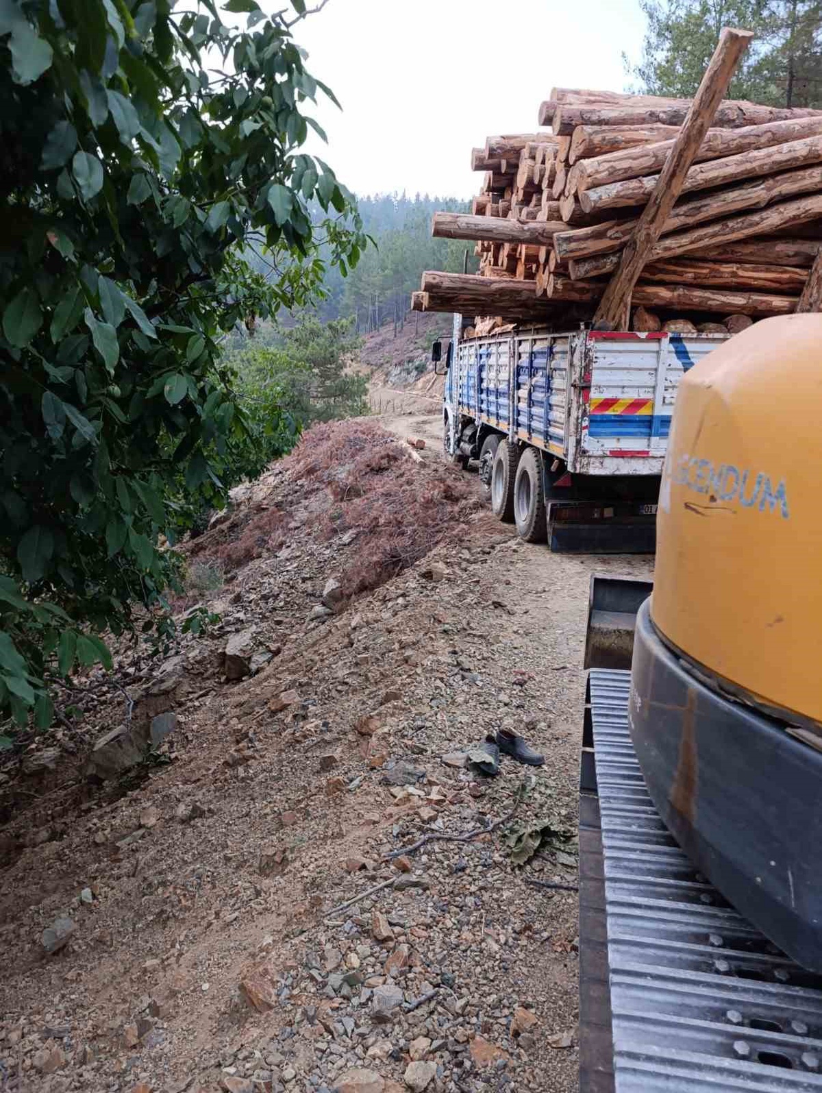 Orman Çalışmasında Kaza: Bir Kişi Hayatını Kaybetti