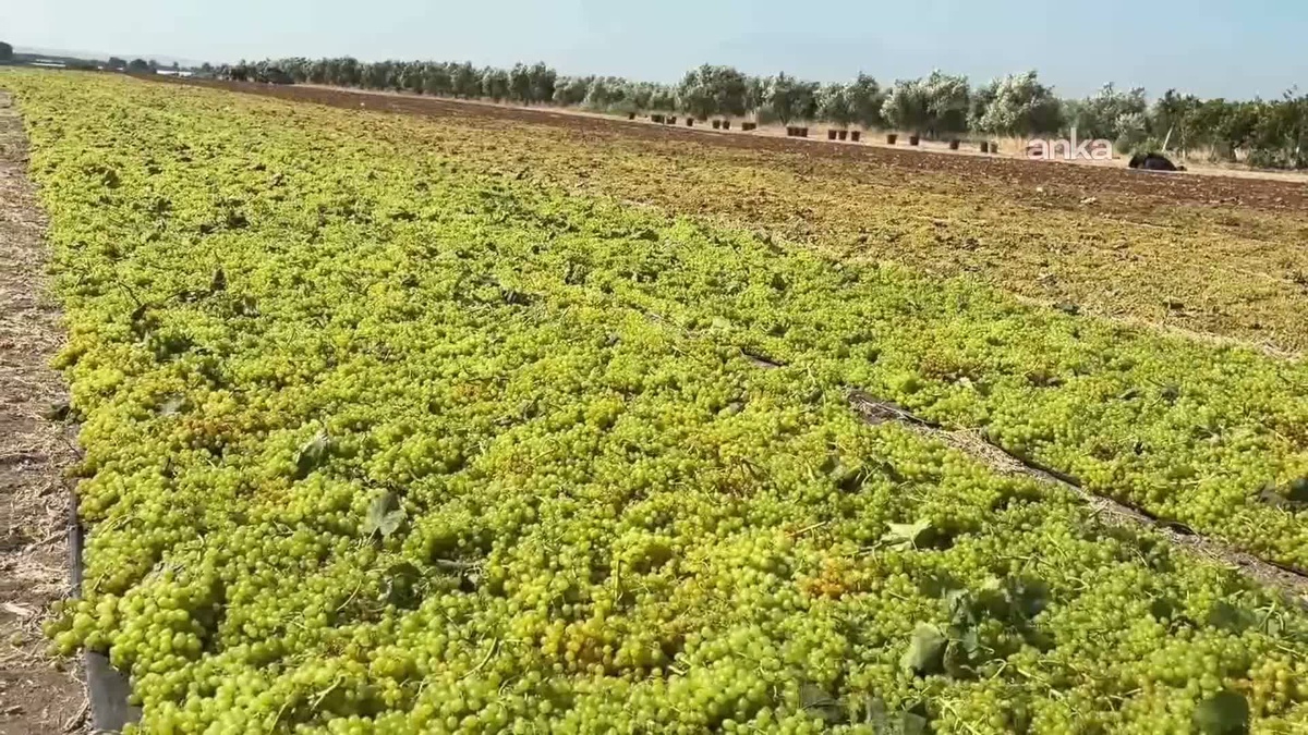 Alaşehir'de Üzüm Üreticileri Zor Durumda