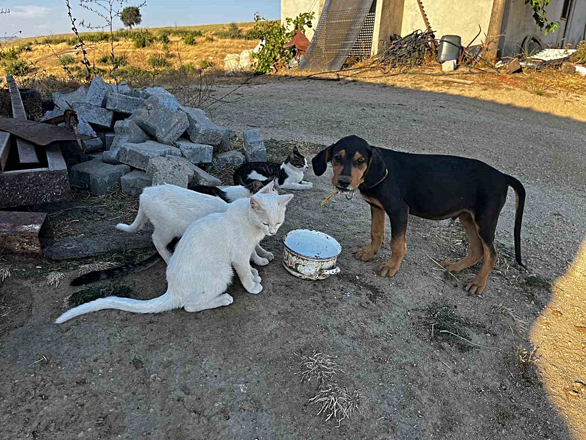 Kediler ve Köpekler Arasındaki Dostluk