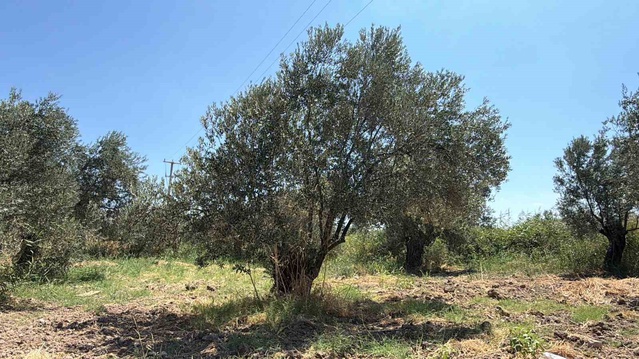 Zeytin Hasadı Erken Başlayabilir