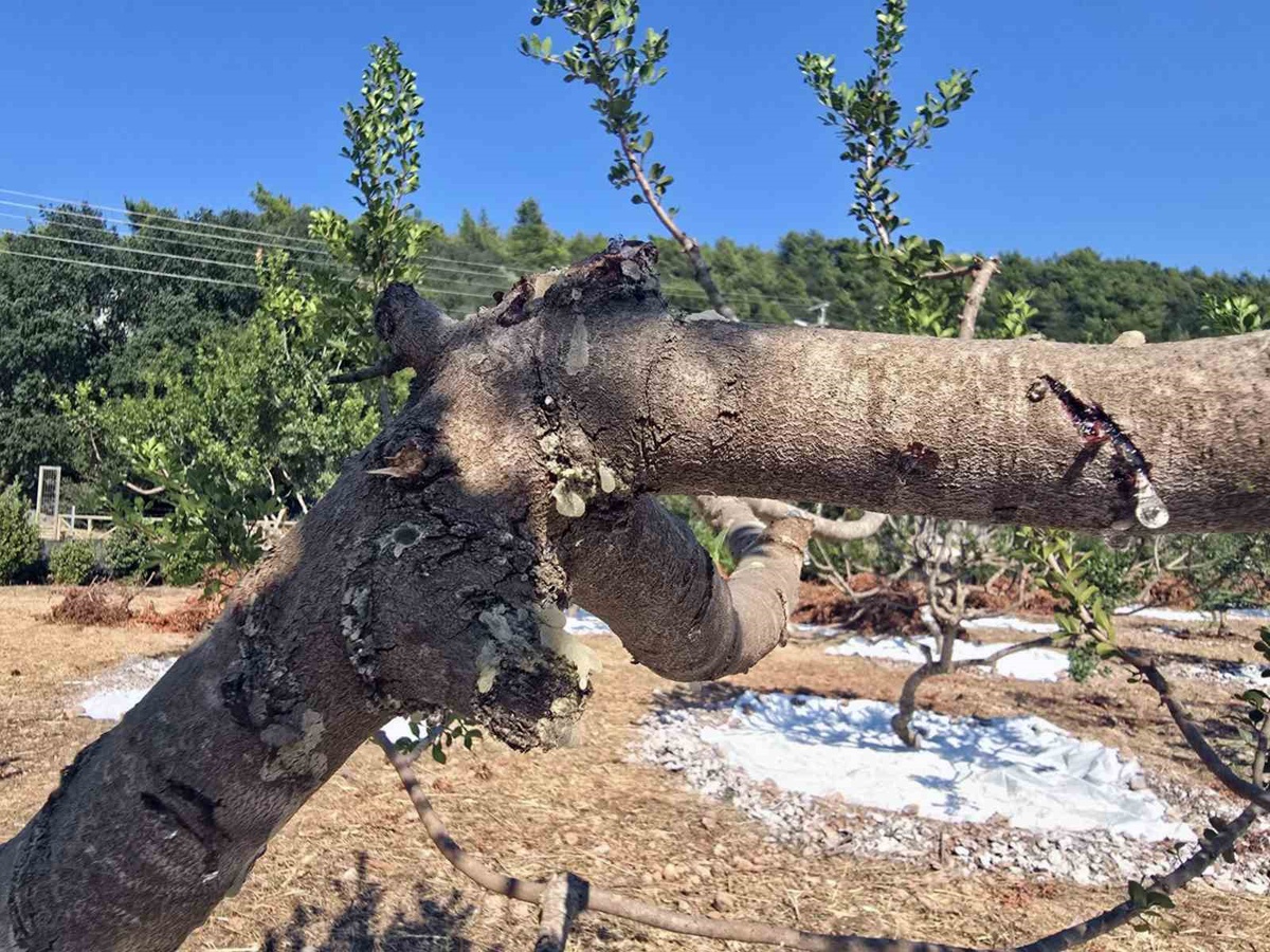 Muğla'da Sakız Hasatı Heyecanı
