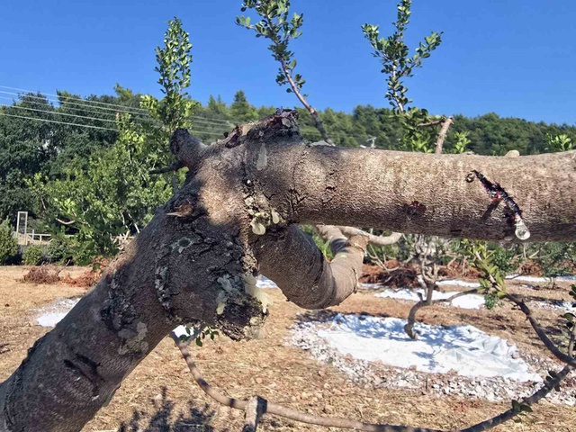 11 yıllık sabır meyvesini verdi! Kilosunu 35 bin liradan satıyorlar