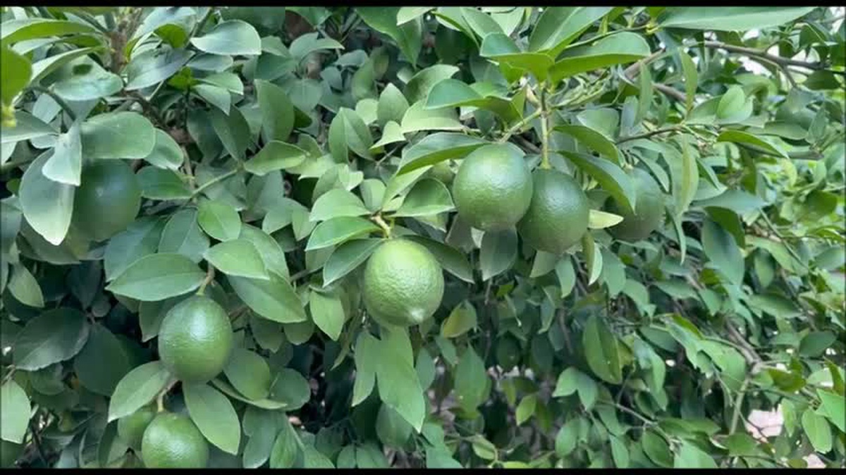 Limon Üreticisi Krizle Savaşıyor