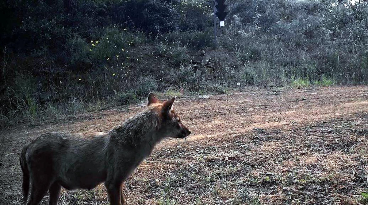 Ganos Dağı'nda Yaban Hayatı Kayıt Altına Alındı