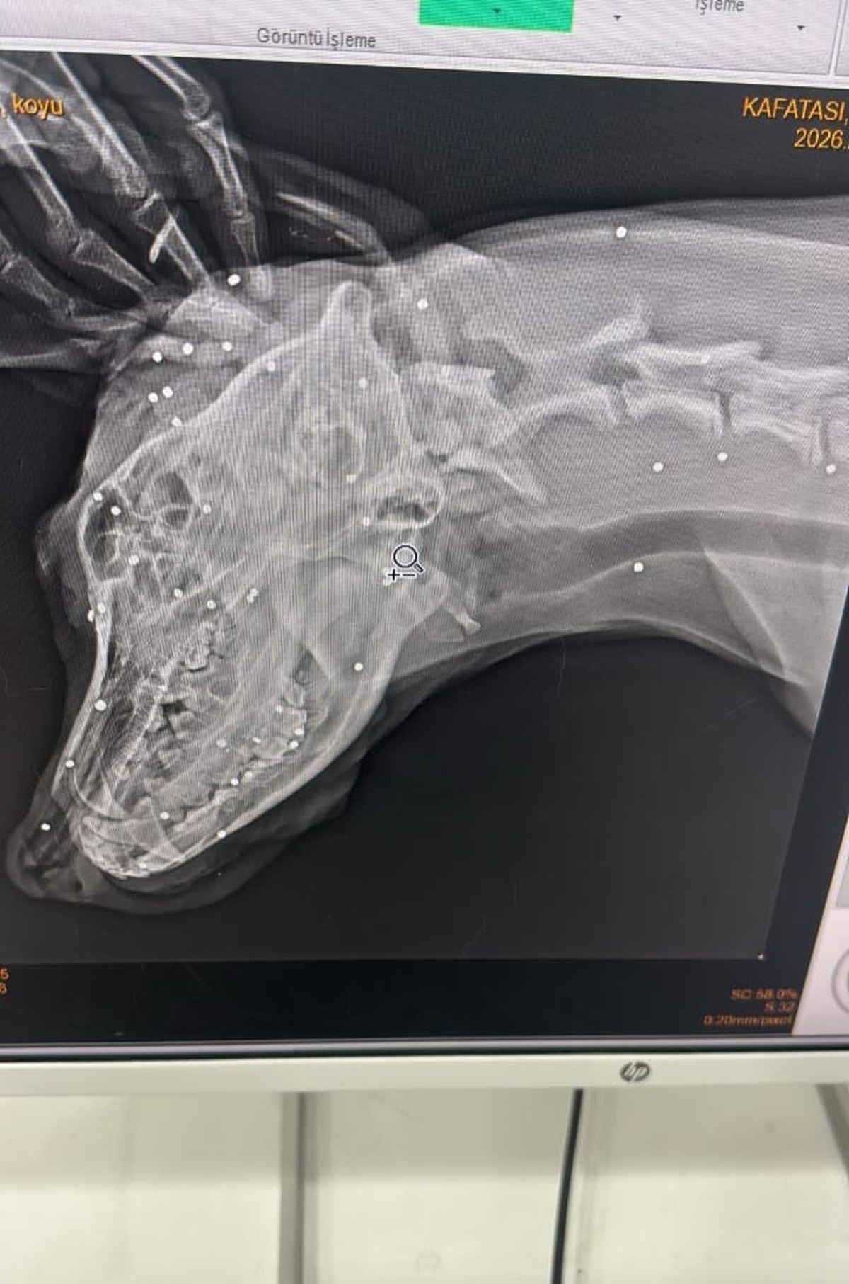 Köpeği Yaralayan ve Yavrusunu Öldüren Şahsa Ev Hapsi
