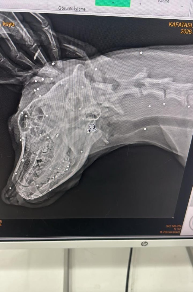 Anne köpeği vurup yavrusunu öldürdü! Vicdansız adama ev hapsi verildi
