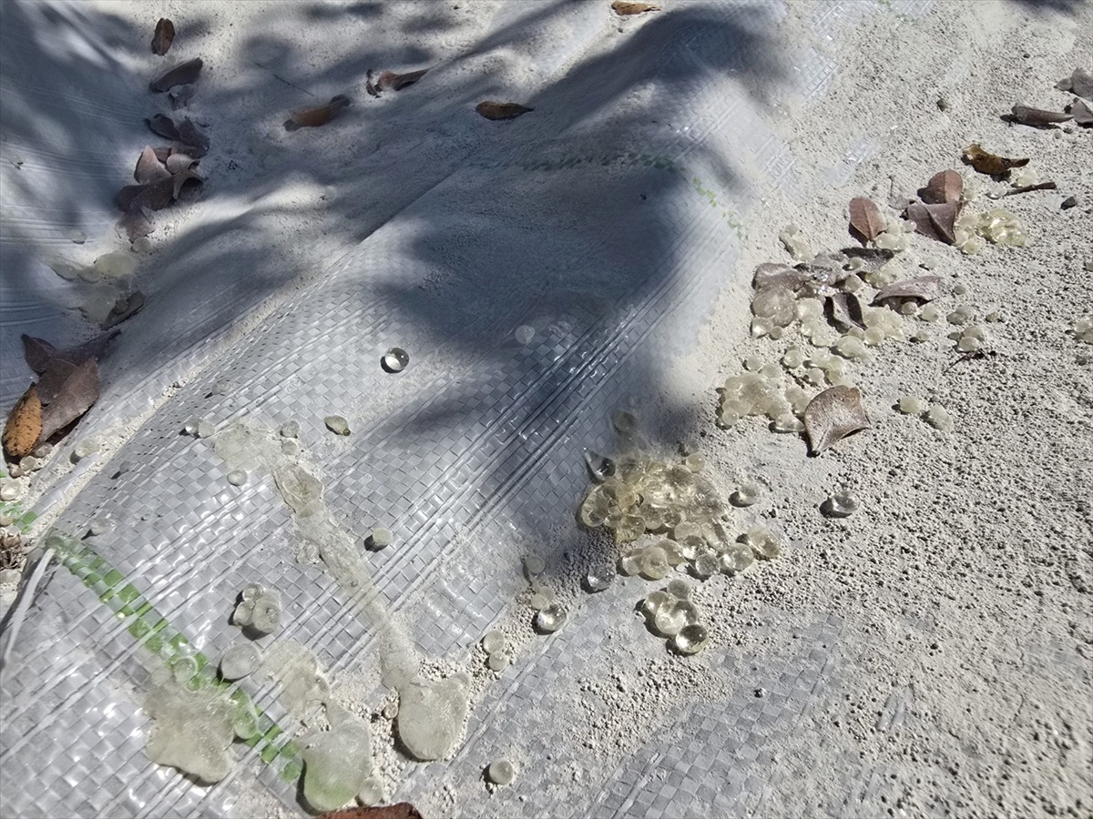 Muğla'da İlk Sakız Hasadı Yapıldı