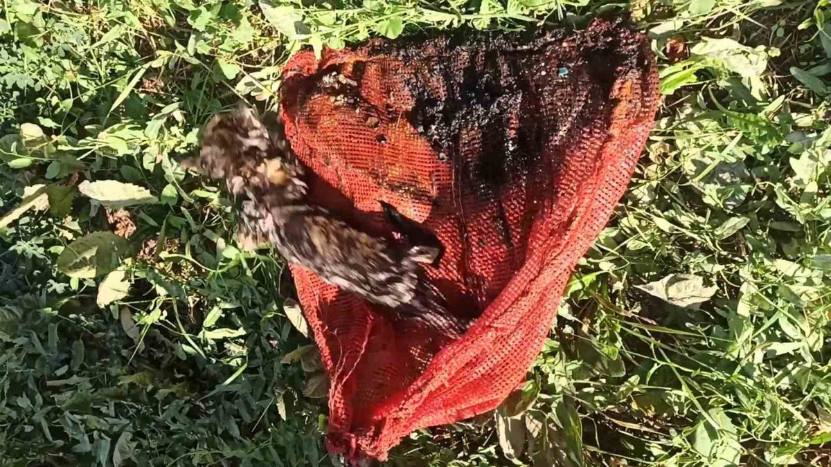 Temizlik Görevlisi Yavru Kediyi Kuyudan Kurtardı