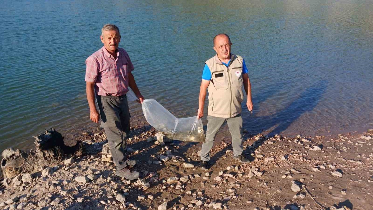 Bursa'da Sazan Yavruları Su Kaynaklarına Bırakıldı