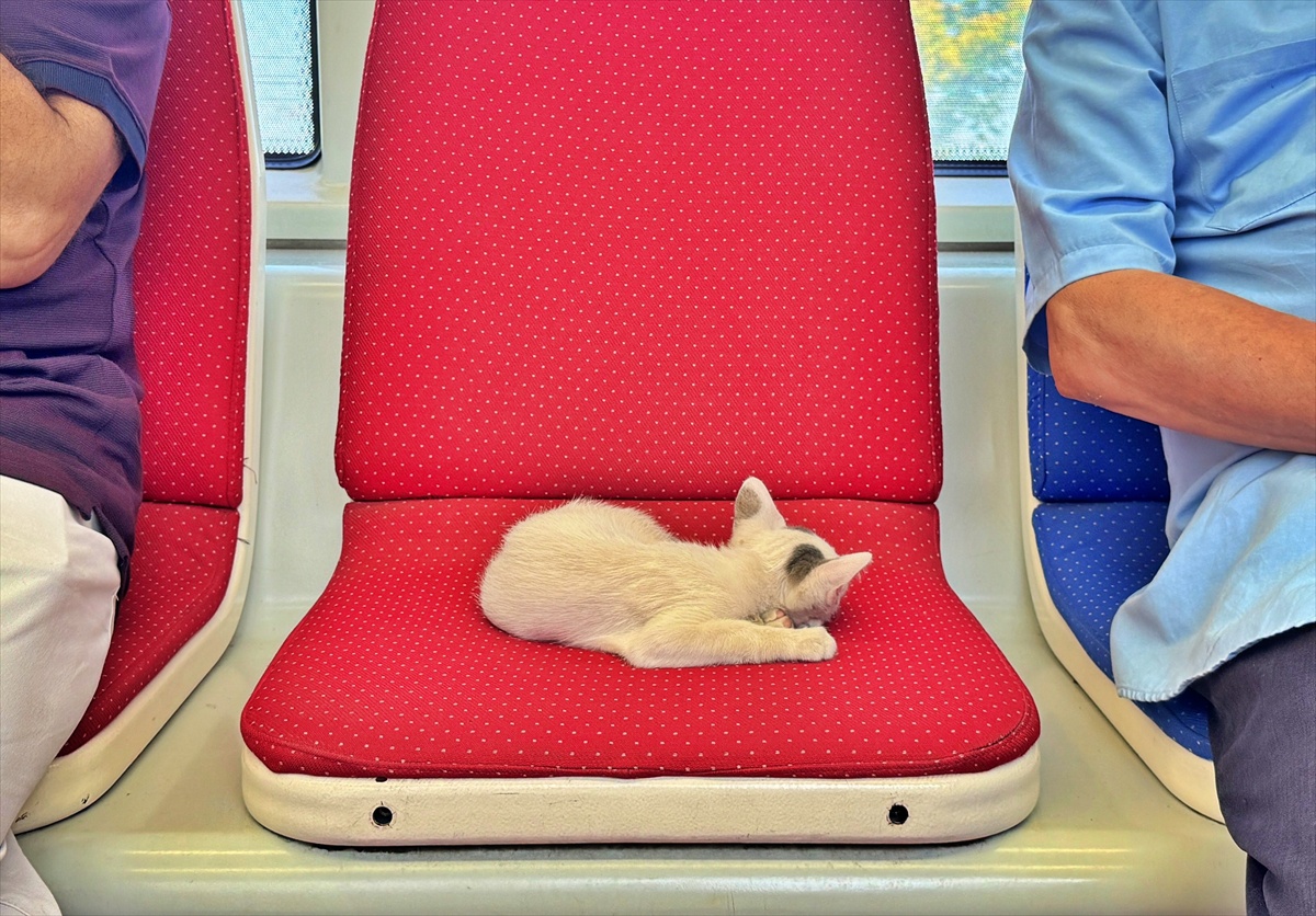 Tramvayda Yavru Kedi Keyfi