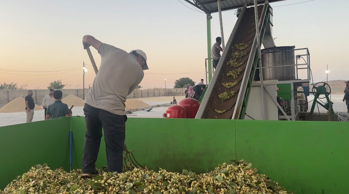 Şanlıurfa'da Fıstık Hasadı Başladı