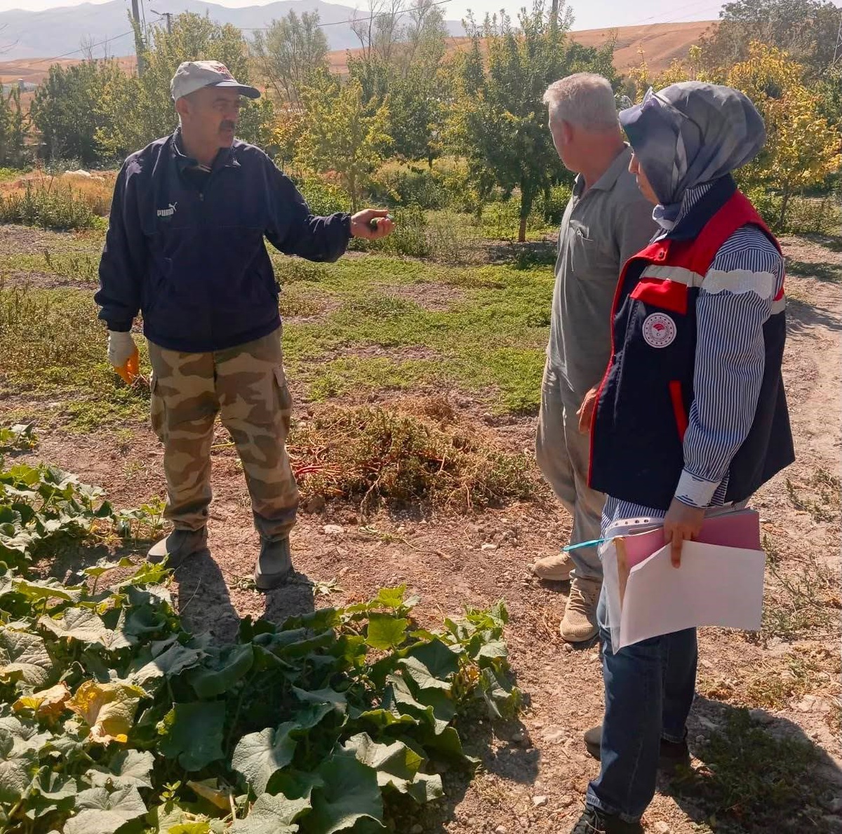 Afyonkarahisar'da Hasat Öncesi Pestisit Denetimleri
