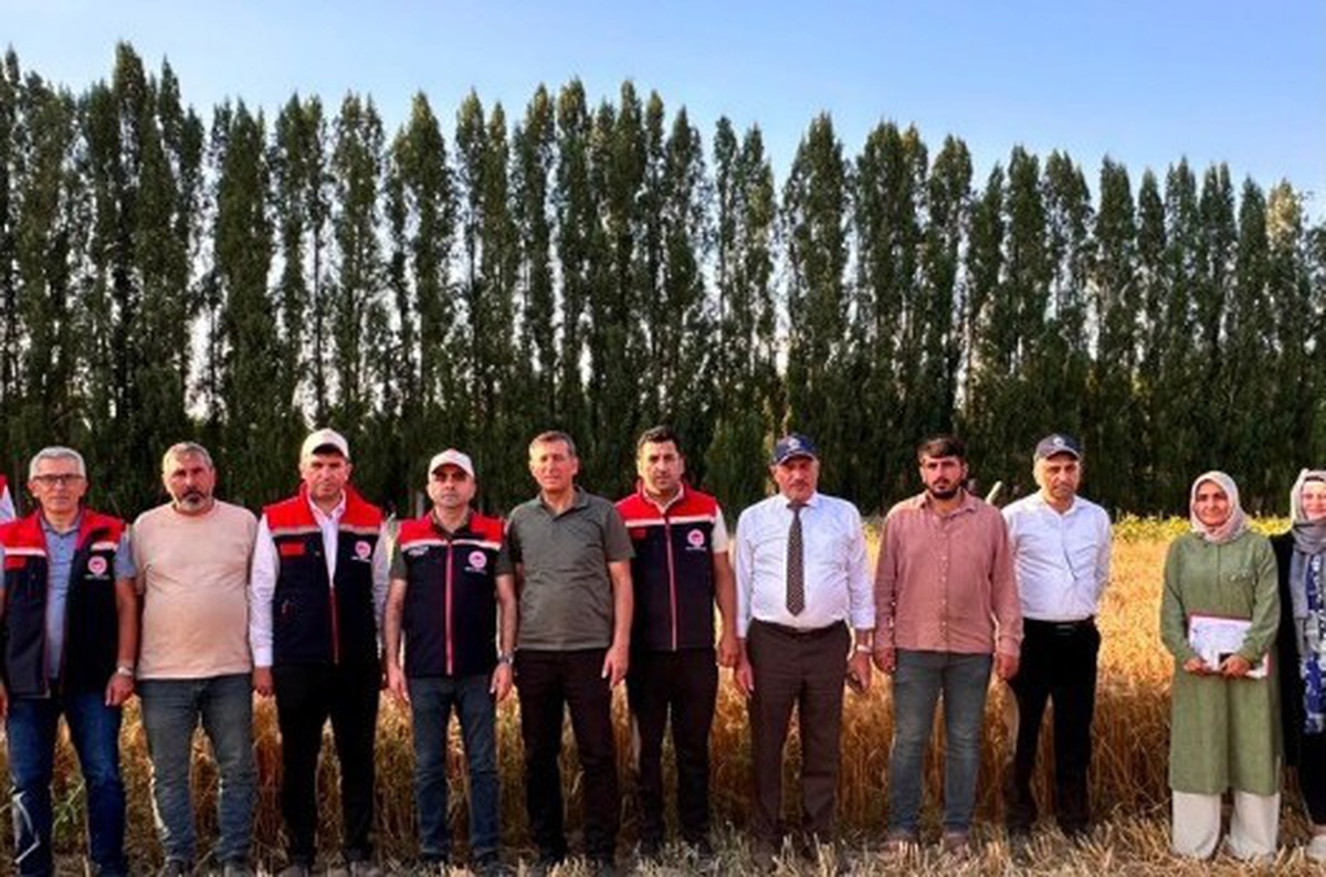 Yerli Ekmeklik Buğday 'PARLA' Üreticilerin Umudu