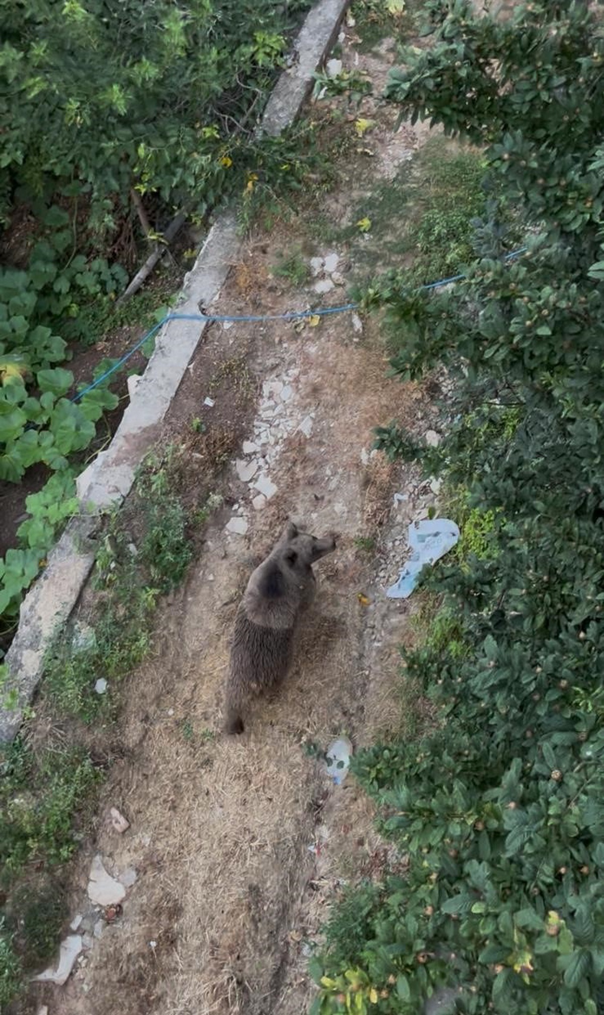 Düzce'de Vatandaşın Bahçesine Giren Ayı Panik Yarattı