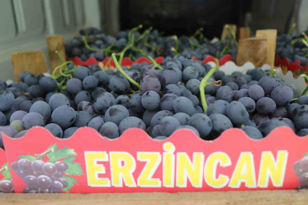Cimin Üzümü Hasadı Başladı