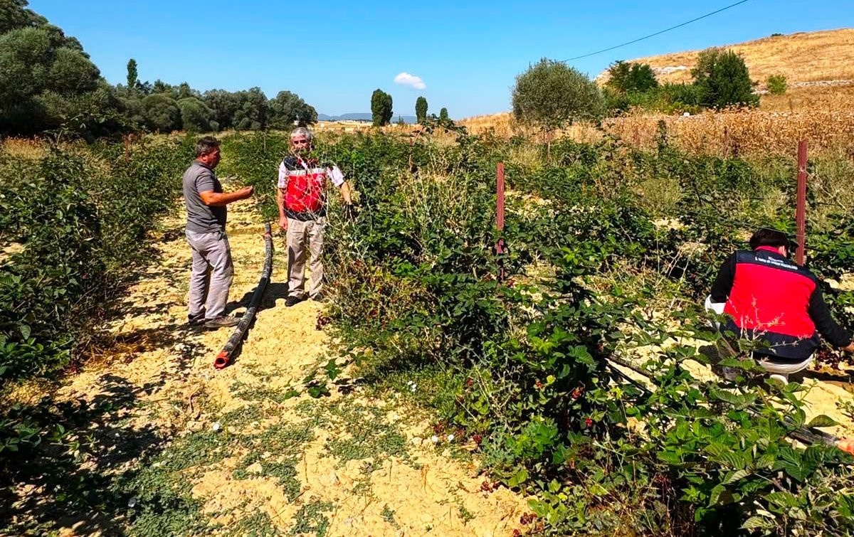Böğürtlen Ekiminde Kontroller Yapıldı