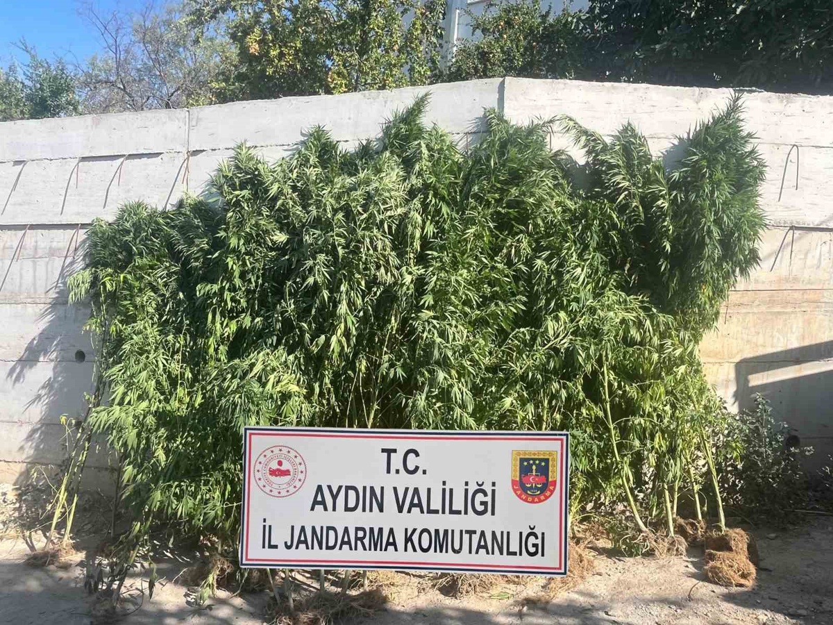 Kenevir Tarlasına Operasyon