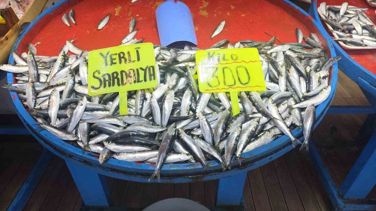 Palamut Sezonu Başlıyor