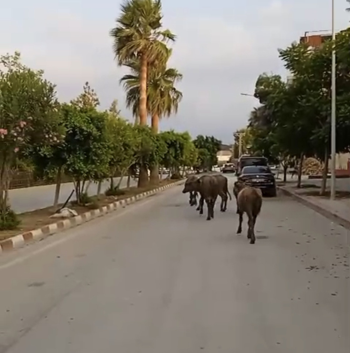 Samandağ'da Başlıboş Anguslar Şehirde!