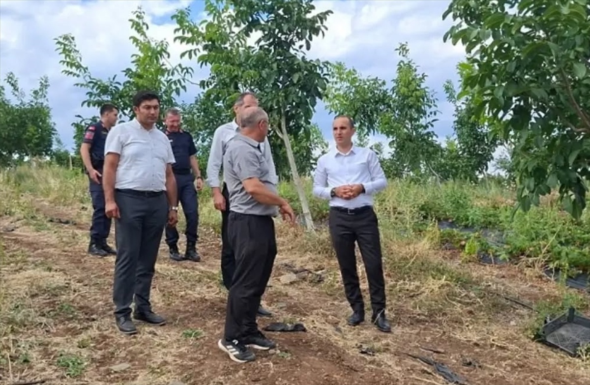 İskilip\'te Çilek ve Ceviz Üretimi İncelendi