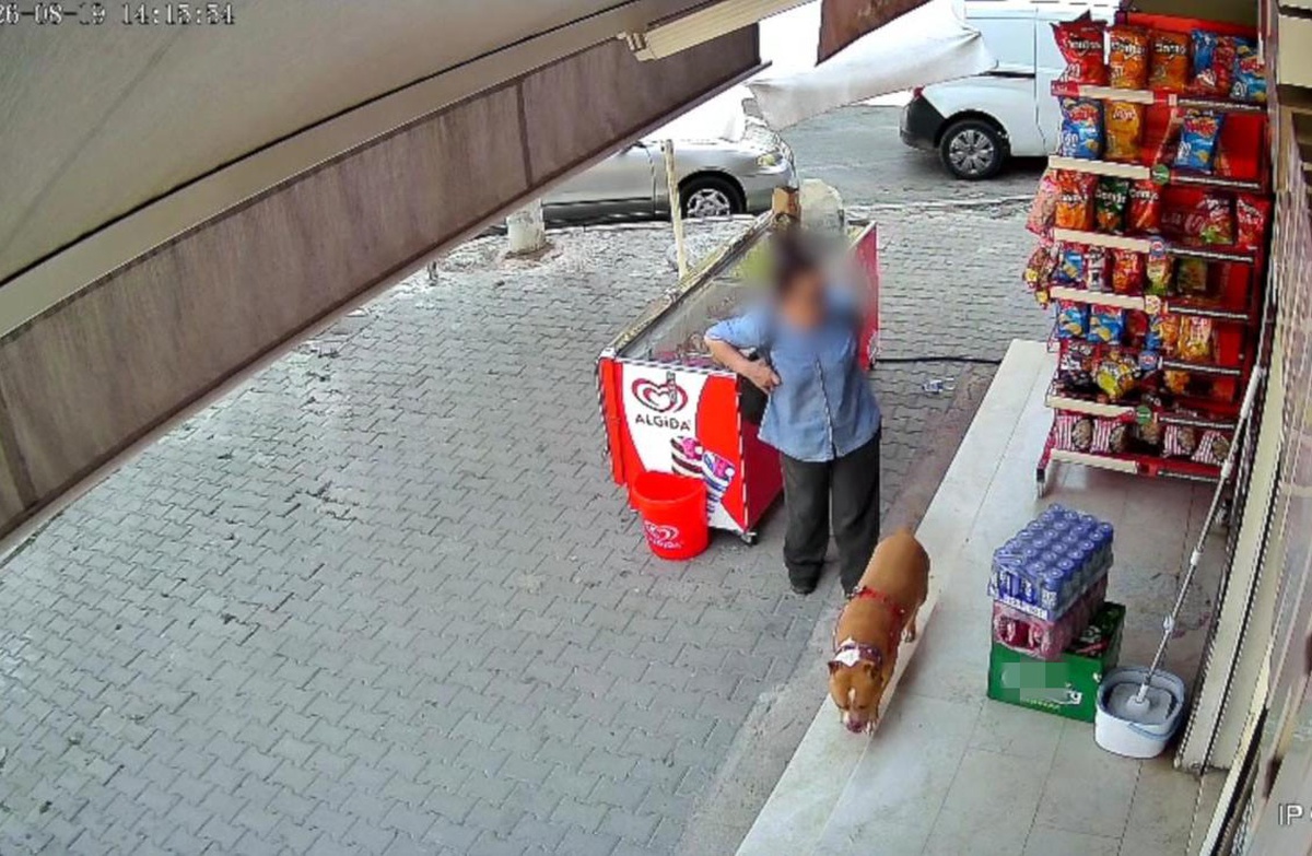 Pitbull Saldırısı: Kadın Parparmak Kaybetti
