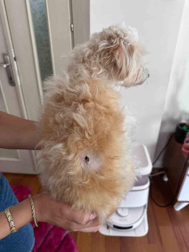 Köpeğini kurtarmak isterken parmağından oldu