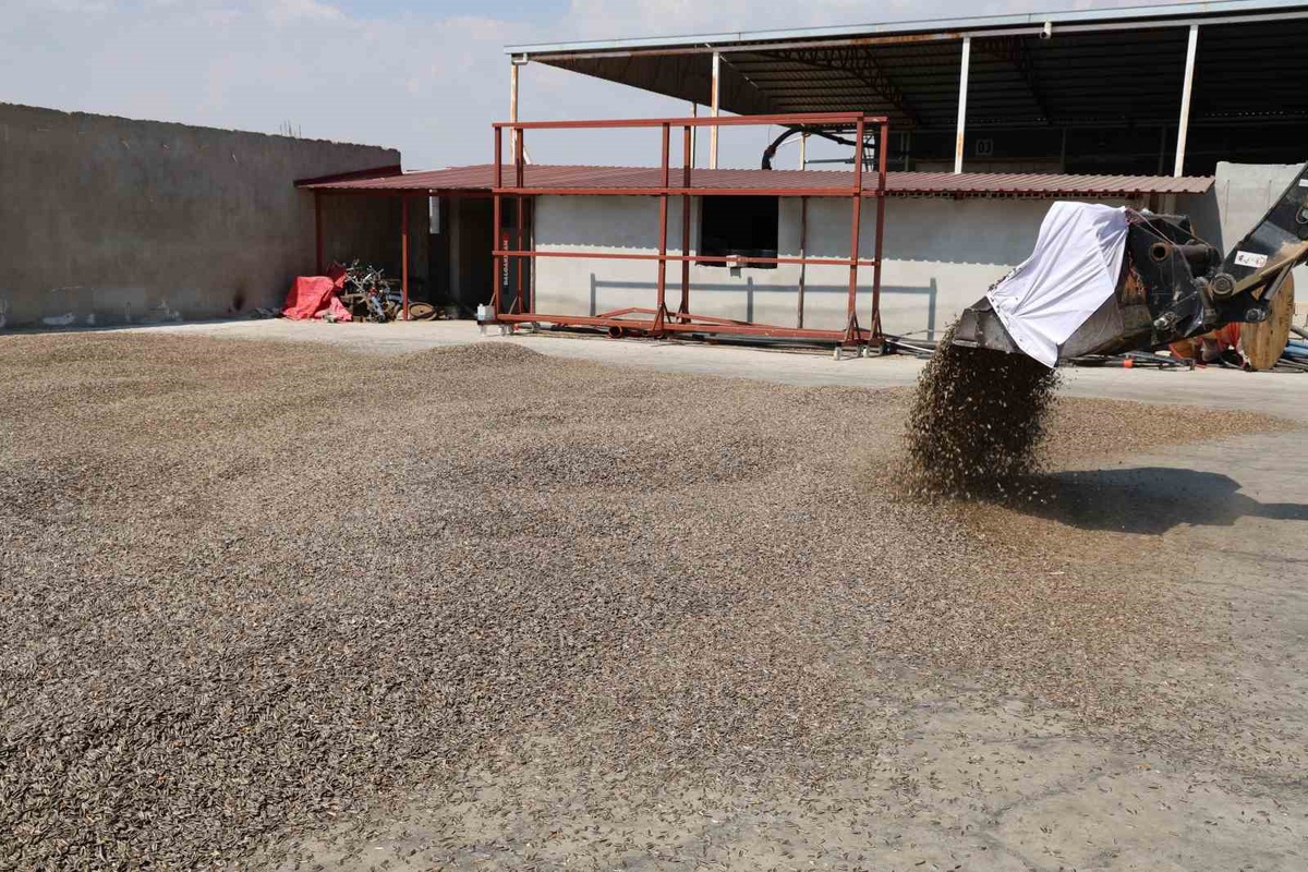 Kahramanmaraş'ta Ayçekirdeği Hasadı Başladı