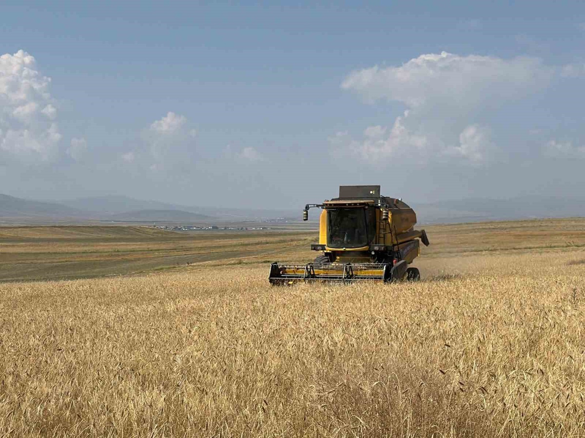 Kars'ta Kavılca Buğdayı Hasadı Başladı