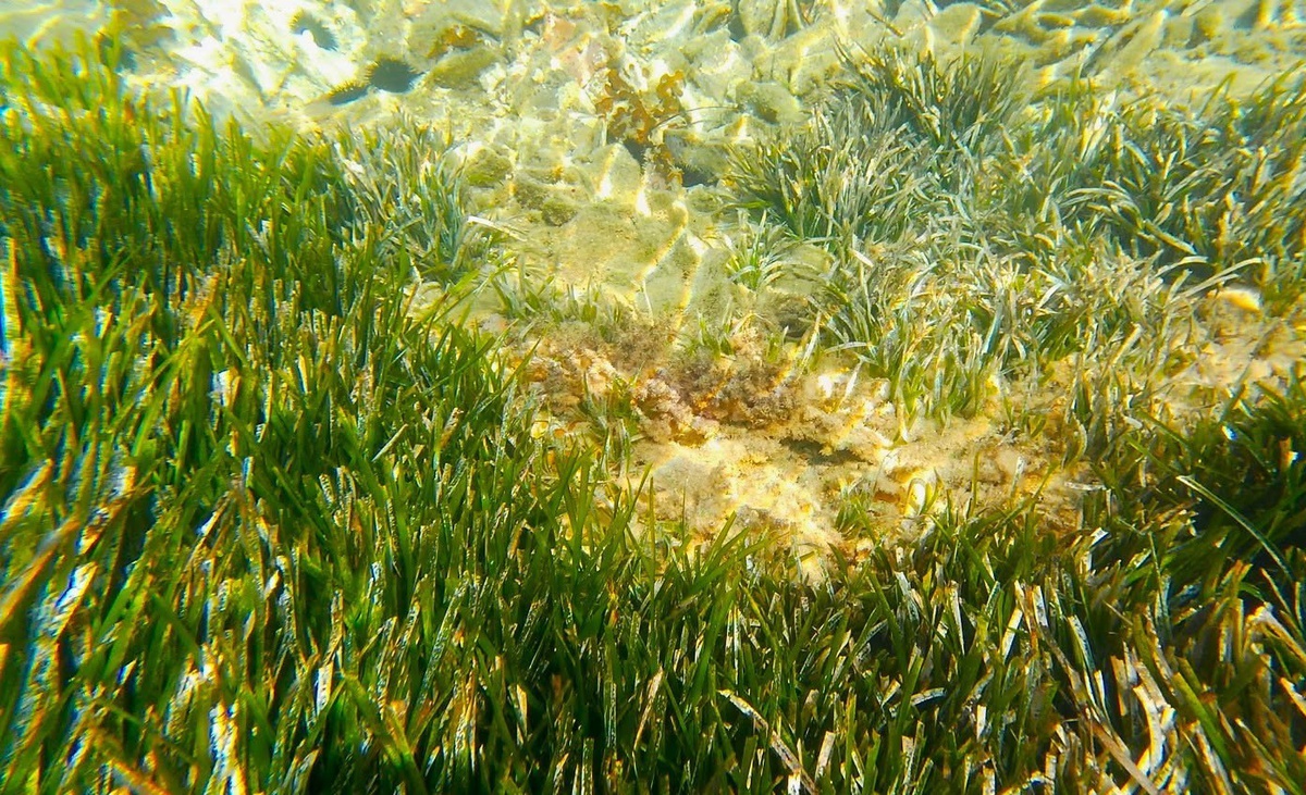 Kuşadası'nda Denizel Ekosistem Tartışmaları