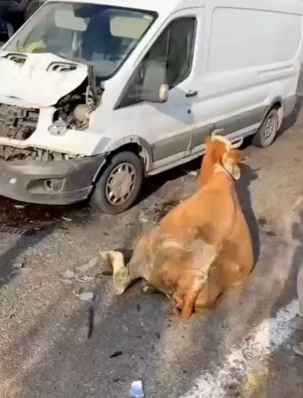Muş'ta Minibüs İneklere Çarptı