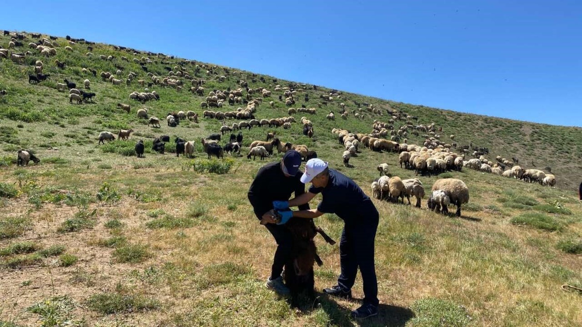Şırnak'ta Hayvan Sağlığına Destek