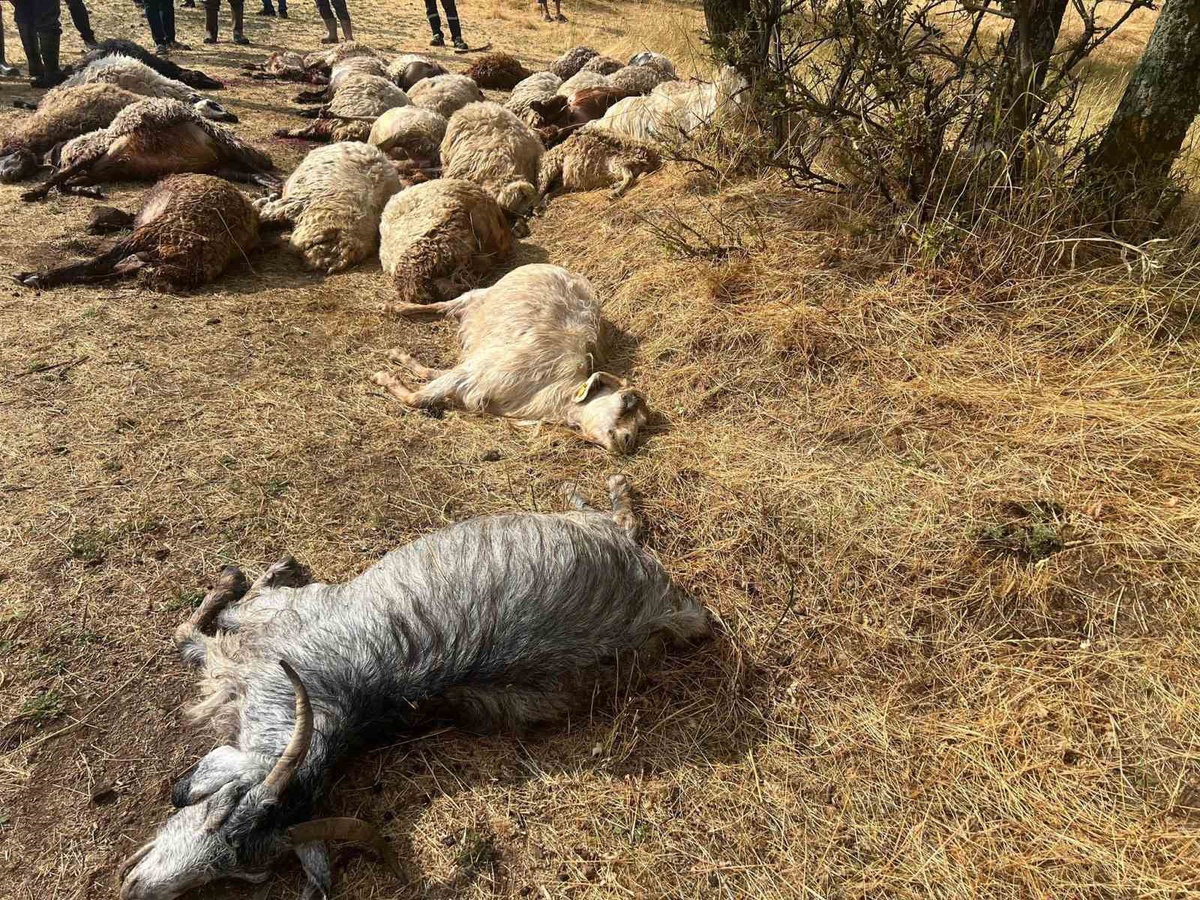 Güroymak'ta yıldırım: 36 koyun telef oldu
