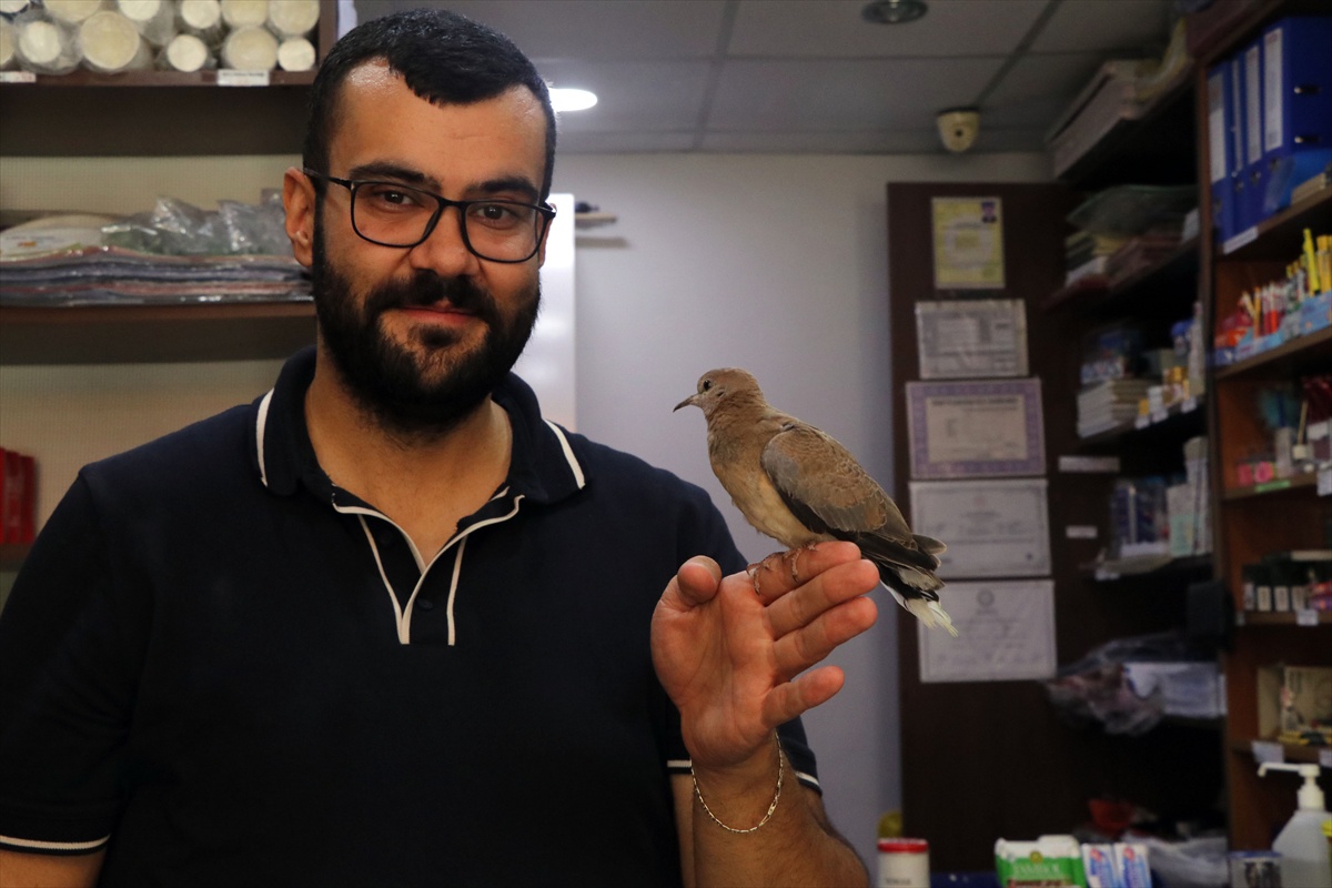 Kumru Yavrusu 'Boncuk' Hayata Döndü