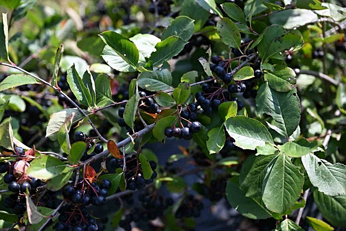 Kahramanmaraş'ta Aronya Hasadı Başladı