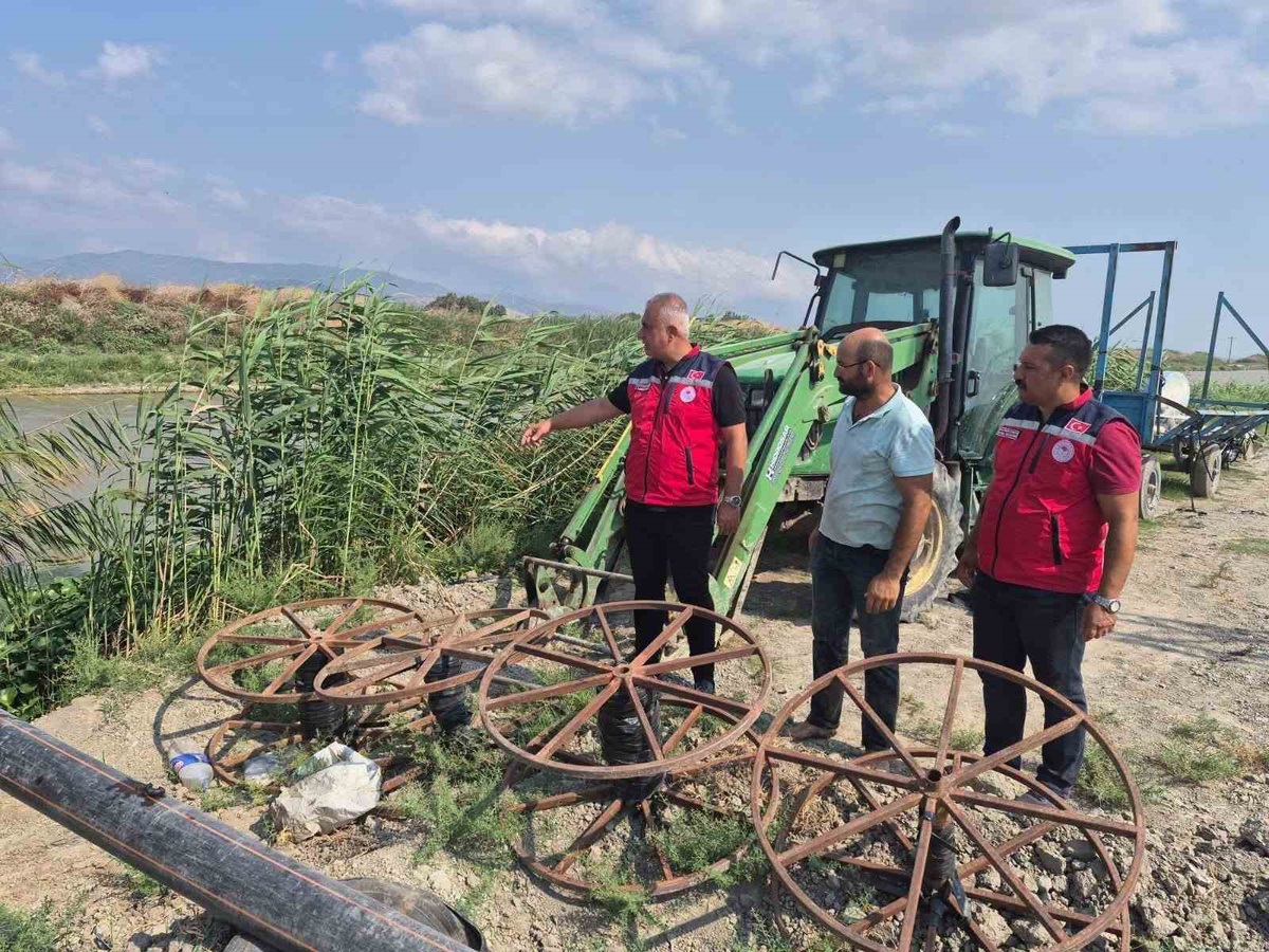 Hatay'da Mısır Hasadı Devam Ediyor