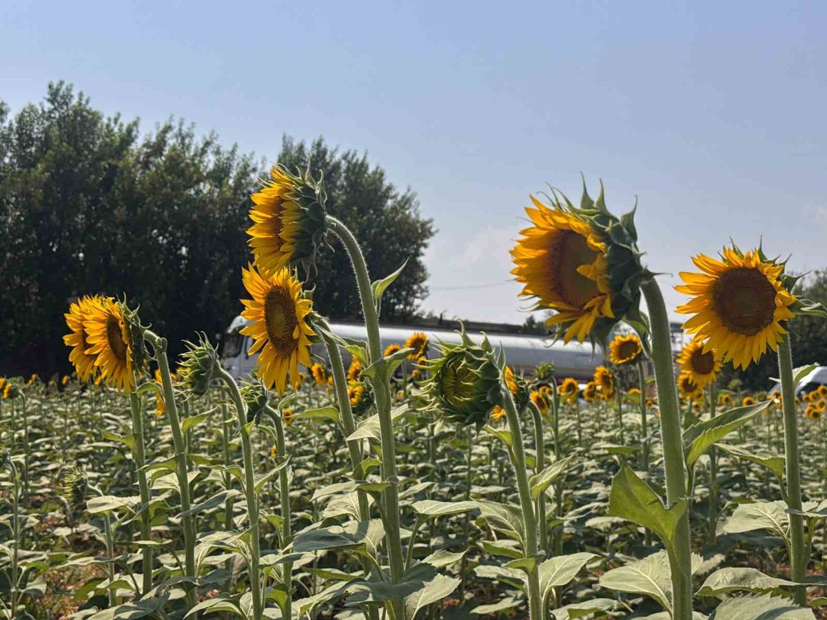 GAP ile Şanlıurfa'da Tarımsal Dönüşüm