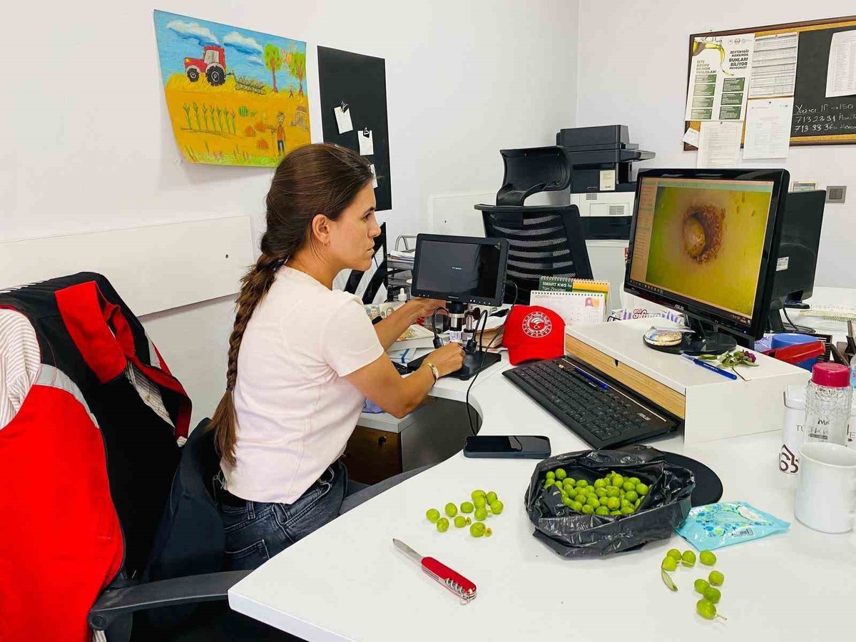 Zeytin Üreticilerine Sinekle Mücadele Uyarısı
