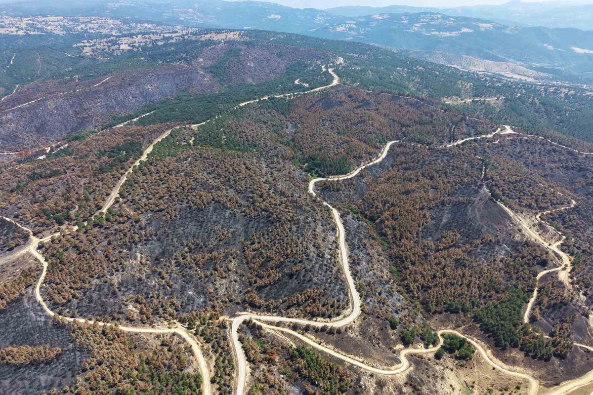 Susurluk'ta Yangın Sonrası Ağaçlandırma Hazırlıkları