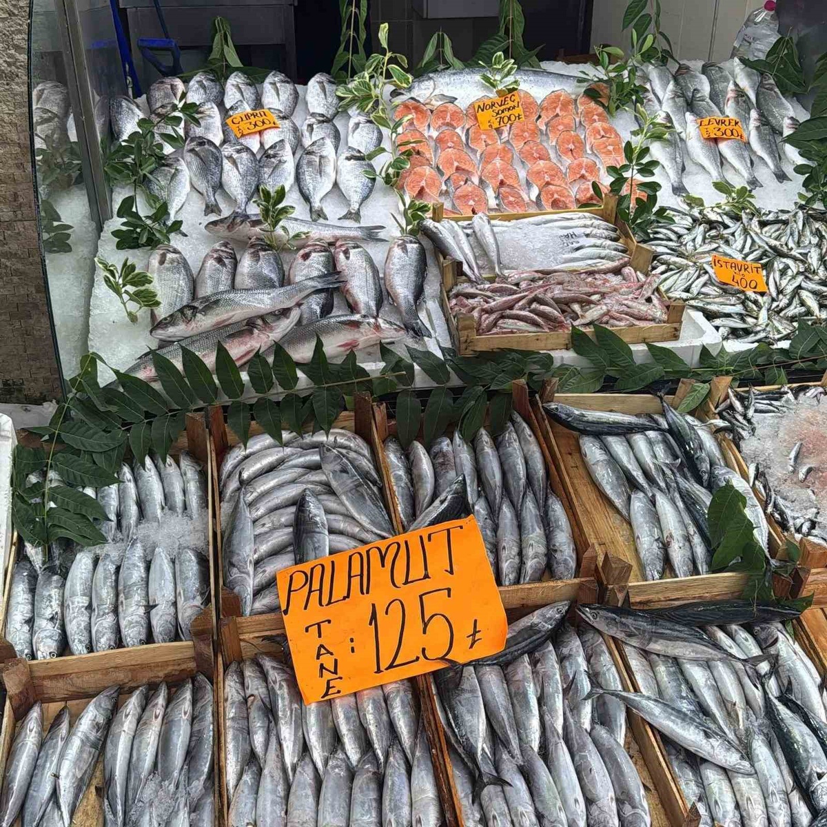 Palamut Fiyatları Düşüyor