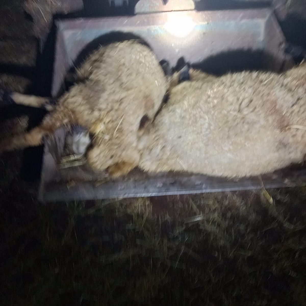 Diyarbakır'da Yıldırım 21 Koyunu Canından Etti