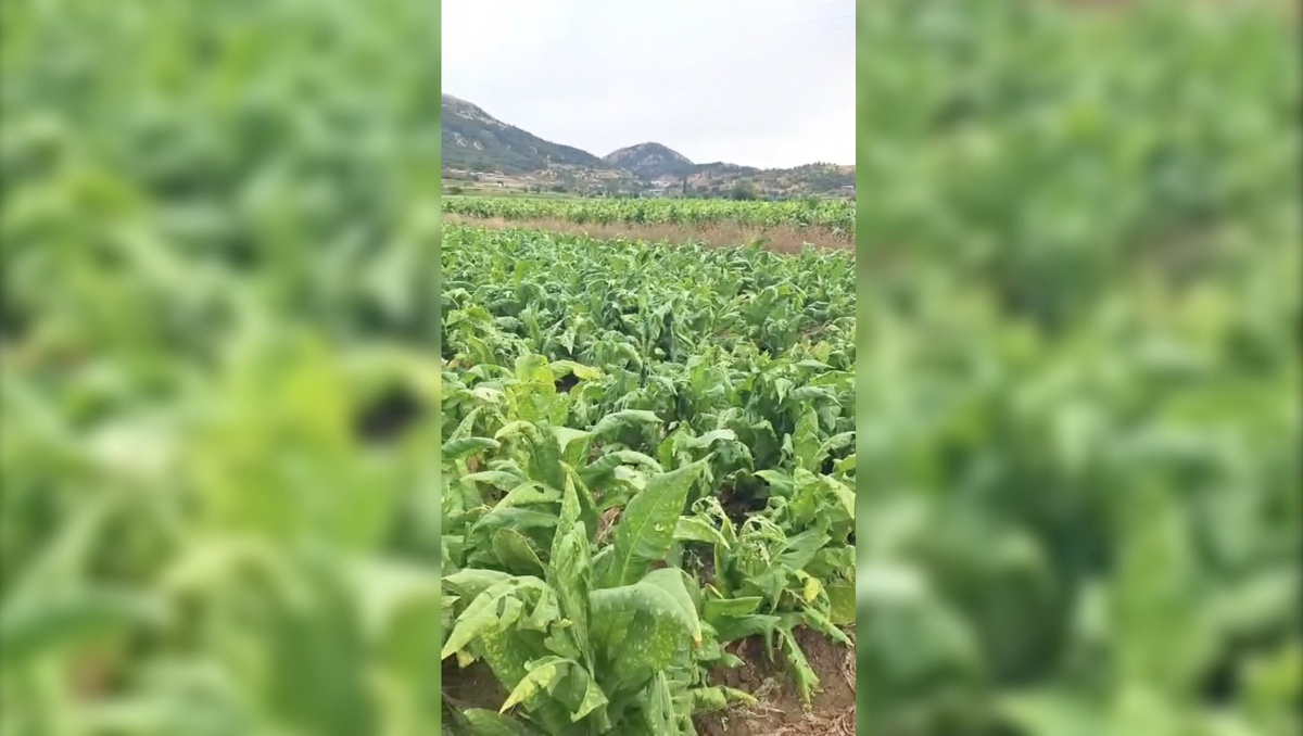 Çelikhan'da Dolu Zararı