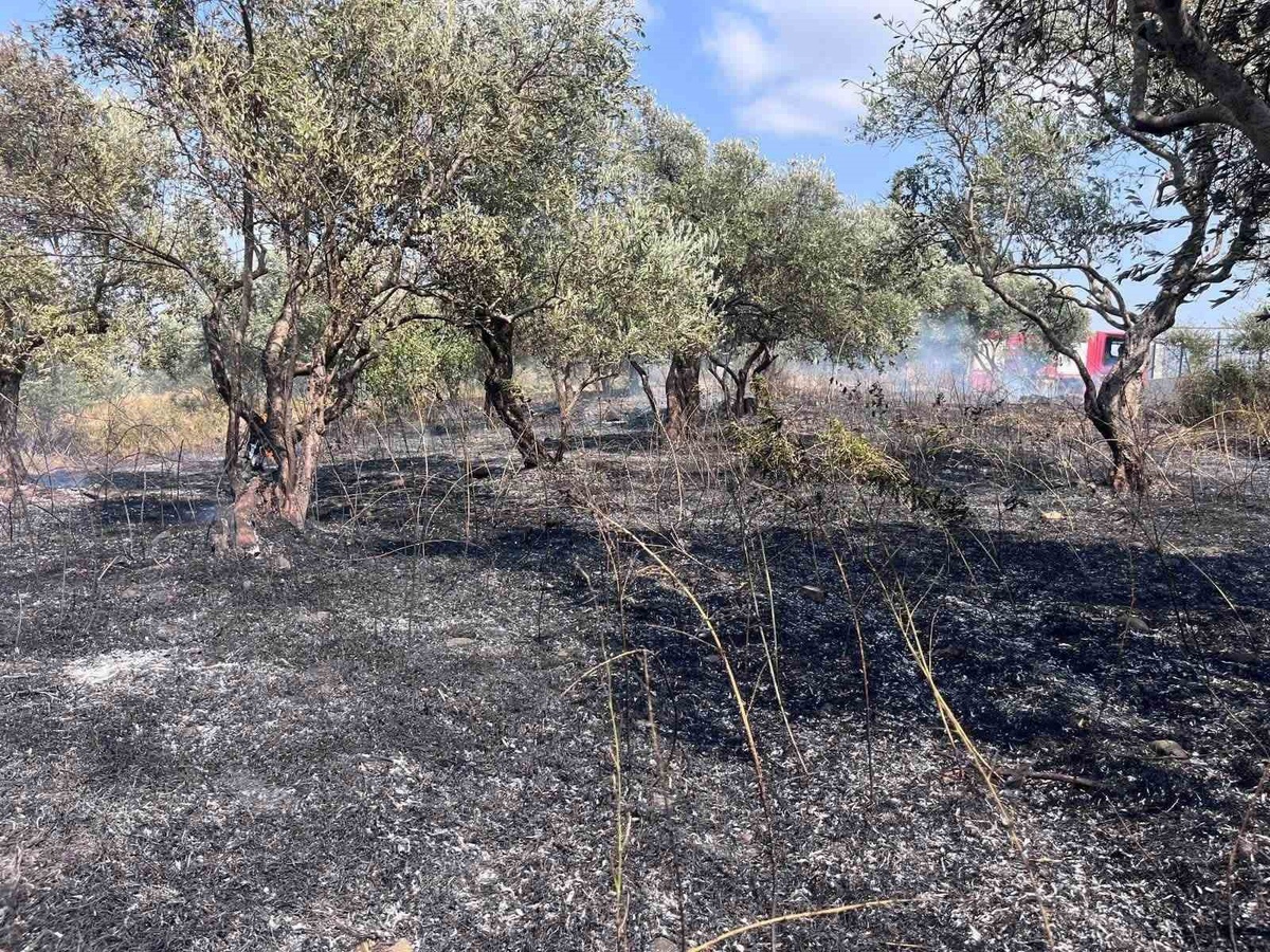 Defne'de Zeytinlik Yangını Kontrol Altına Alındı