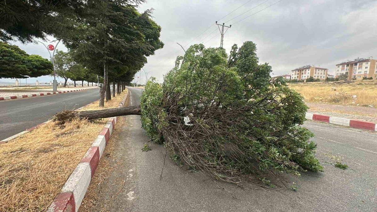 Erciş'te Fırtına Ağaçları Söktü