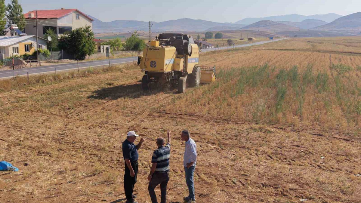 Adana'da Nohut Hasadı Başladı