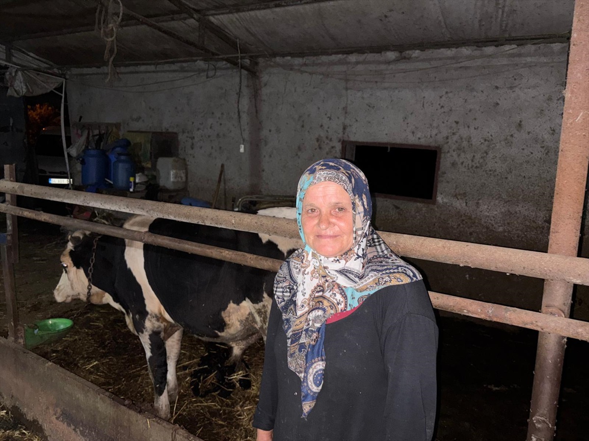 Komşunun Danasına Saldırı: Gözaltı