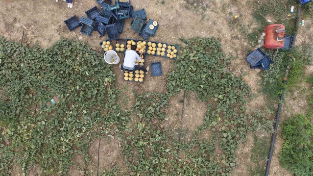 Adana'da Kavun Ticareti: Aracı Olmadan Daha Kazançlı