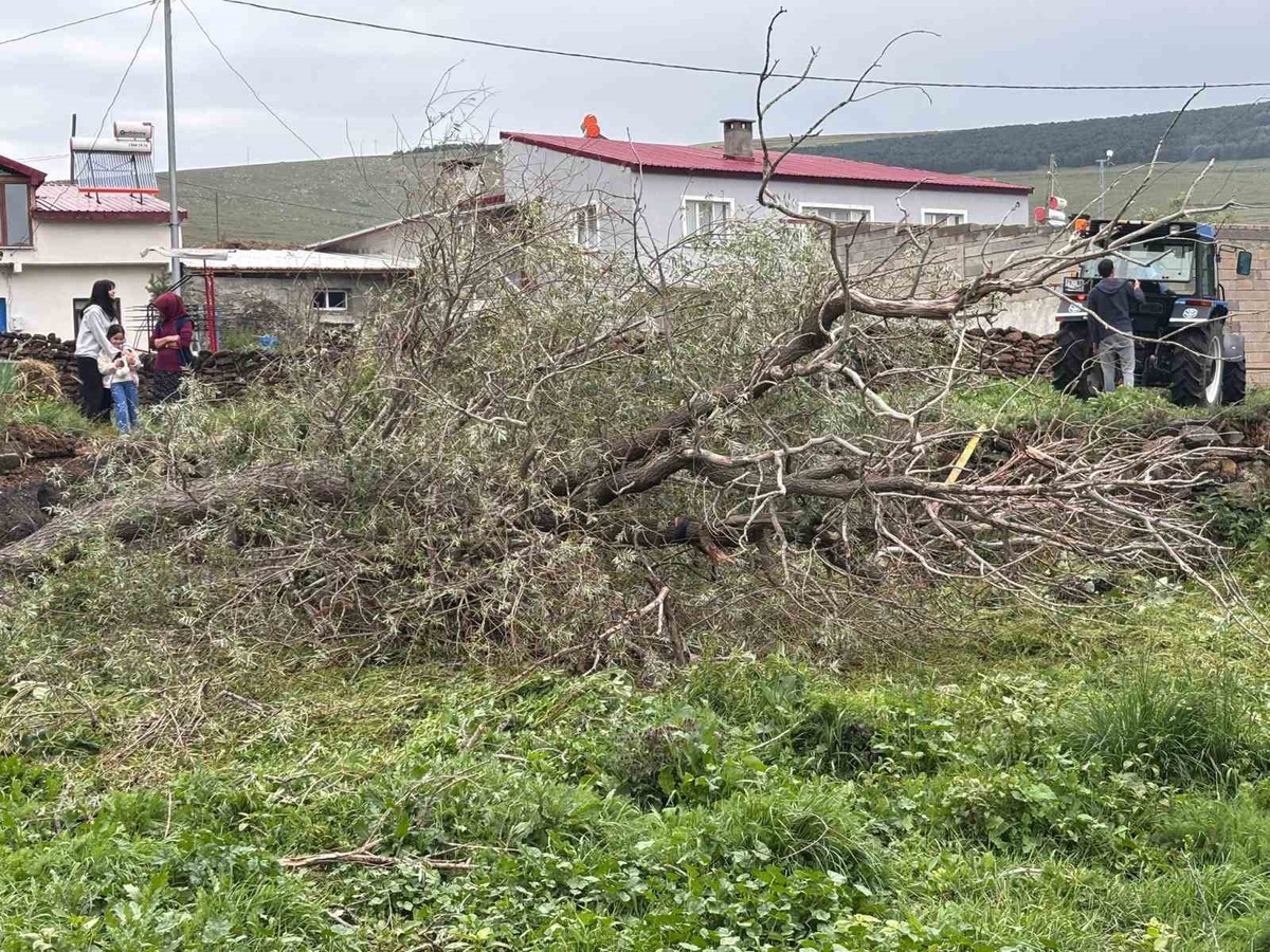 Damal'da Şiddetli Rüzgar Ağaçları Devirdi